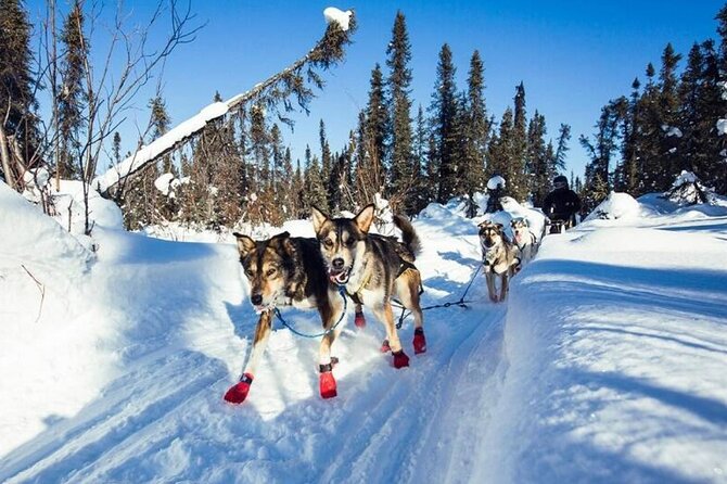 South Anchorage Turnagain Pass Spring Dog Sledding - What to Expect on the Tour