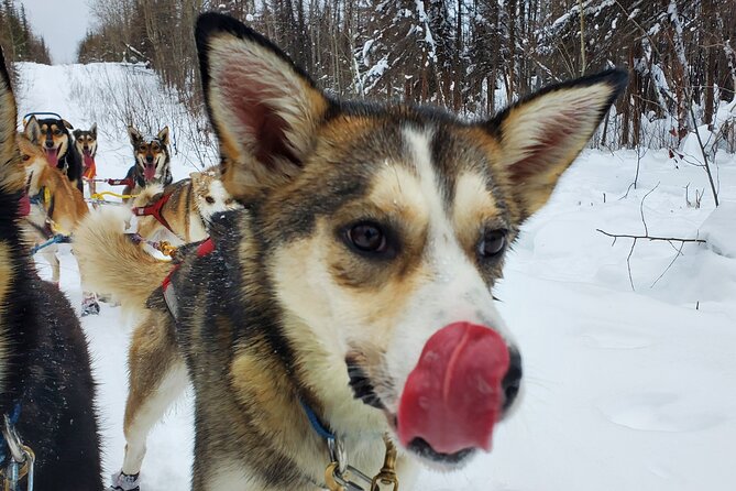 South Anchorage Turnagain Pass Spring Dog Sledding - Participant Requirements