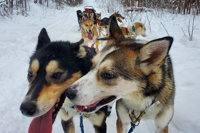 South Anchorage Turnagain Pass Spring Dog Sledding - Capturing Memorable Moments
