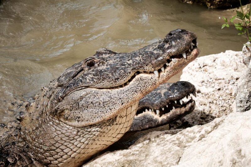 South Beach: Everglades Wildlife Airboat Tour - Key Points