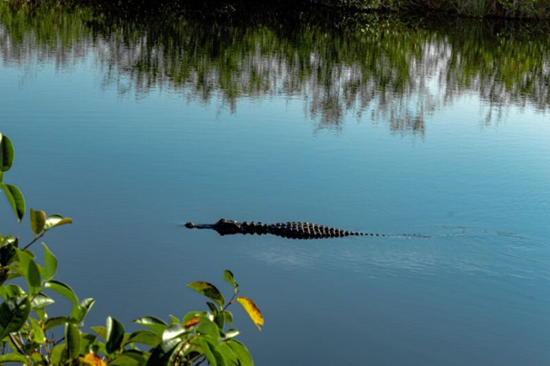 South Beach: Everglades Wildlife Airboat Tour - Experience Highlights