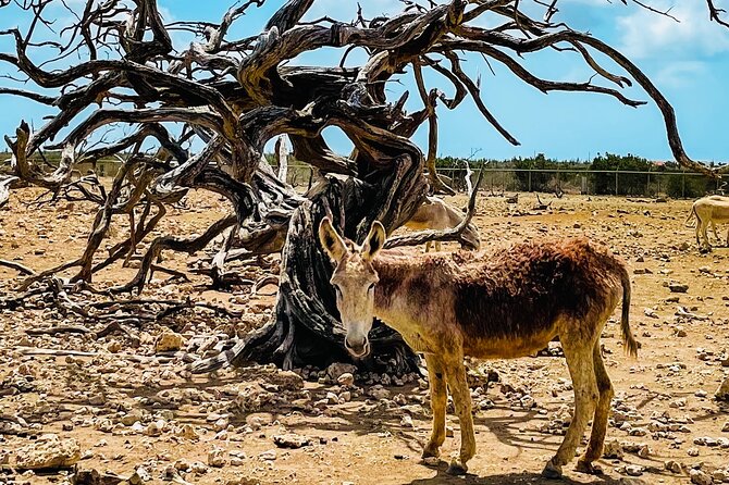 South Bonaire Private Island Tour - Tour Highlights and Experience