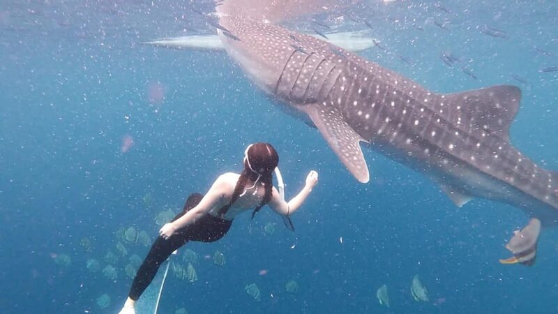 South Cebu:Oslob Whale Sharks & Inambakan Falls Journey - Key Points