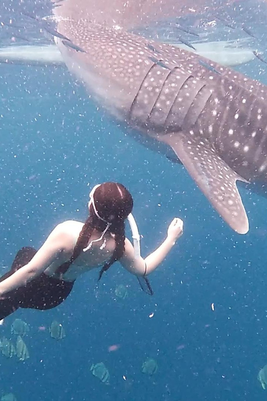 South Cebu:Oslob Whale Sharks & Inambakan Falls Journey - Itinerary Highlights