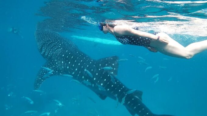 South Cebu:Oslob Whale Sharks & Inambakan Falls Journey - Frequently Asked Questions