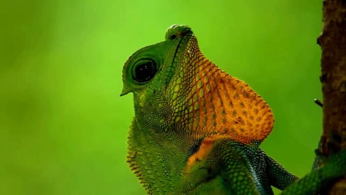 South Coast Wild Wonders Sinharaja, Yala, River Safari,Galle - Madu Estuary River Cruise
