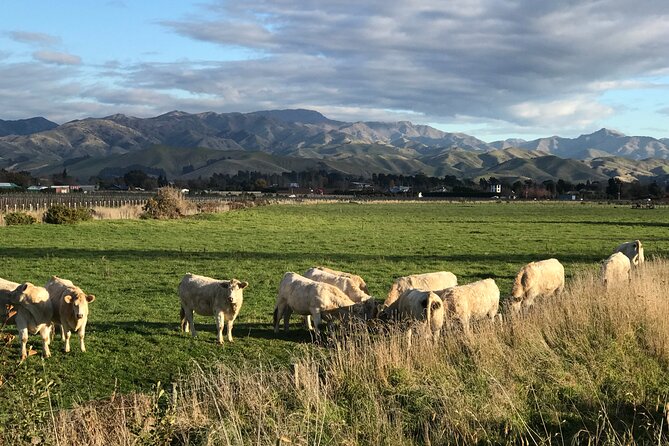South Island Road Trip Delights: Custom Multi Day 14D : 13N - Transportation and Surfaces