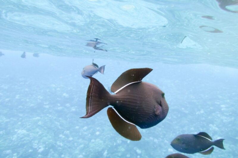 South Maui: Eco Friendly Molokini and Turtle Town Tour - Included Amenities