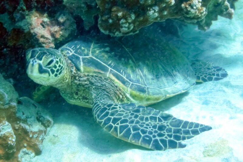 South Maui: Eco Friendly Molokini and Turtle Town Tour - Participant Information
