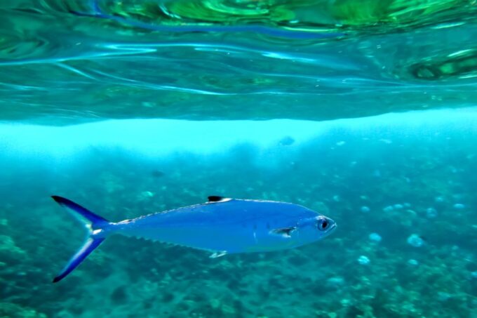 South Maui: Eco Friendly Molokini and Turtle Town Tour - Customer Ratings