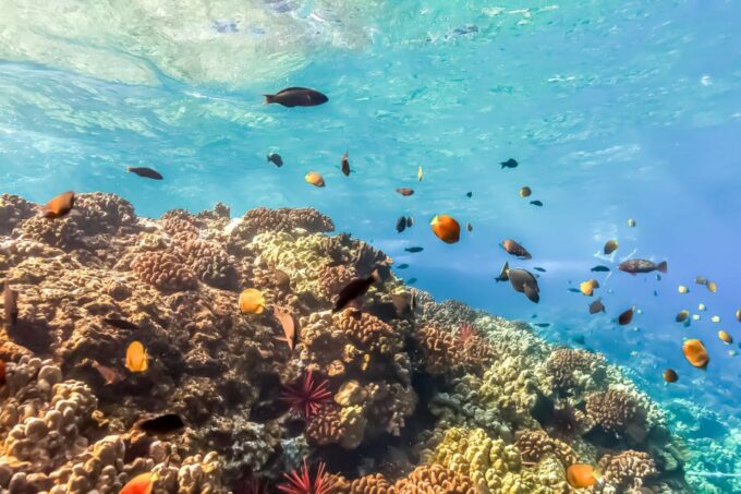 South Maui: Eco Friendly Molokini and Turtle Town Tour - Whale Spotting Opportunities