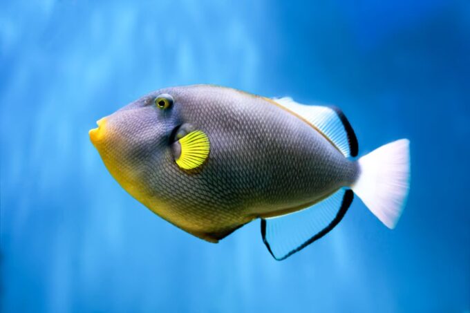 South Maui: Eco Friendly Molokini and Turtle Town Tour - Sustainability Practices