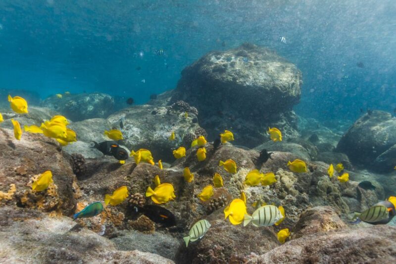 South Maui: Lanai Snorkel & Dolphin Watch From Maalaea - Itinerary Highlights