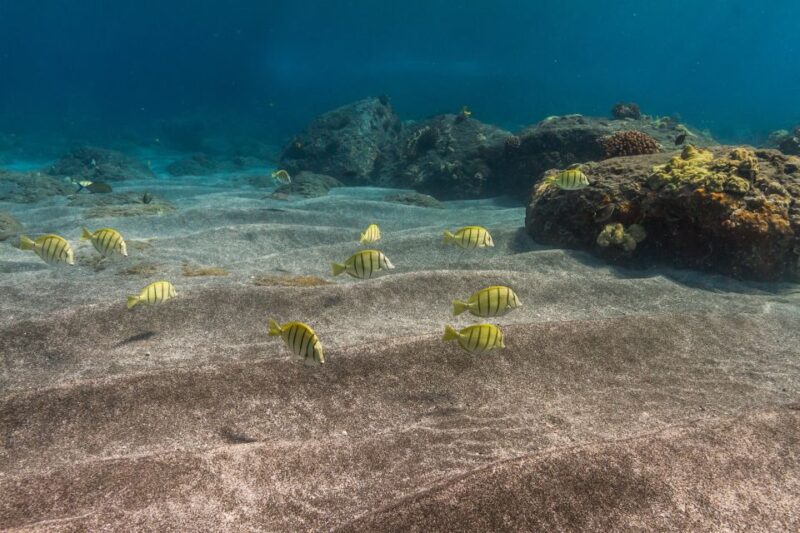 South Maui: Lanai Snorkel & Dolphin Watch From Maalaea - Snorkeling and Marine Life