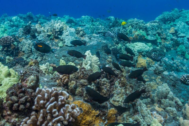 South Maui: Lanai Snorkel & Dolphin Watch From Maalaea - Pricing and Cancellation Policy