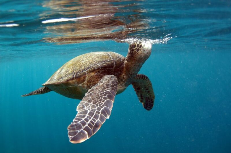 South Maui: Makena Bay Stand-Up Paddle Tour - Contact Us