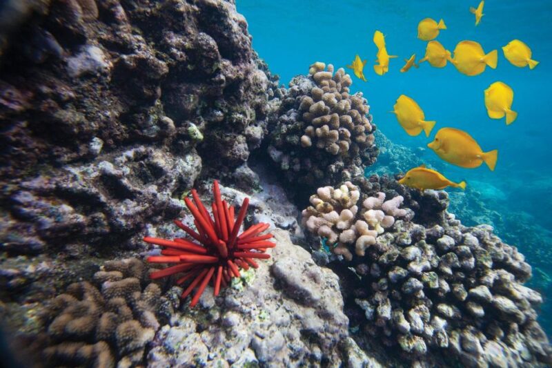 South Maui: Molokini Crater and Turtle Town Snorkeling Trip - Destination and Duration