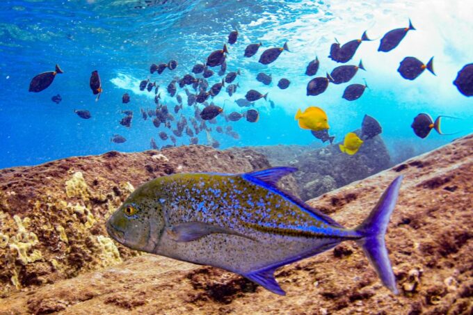 South Maui: Molokini Crater and Turtle Town Snorkeling Trip - Frequently Asked Questions