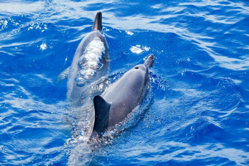 South Maui: Molokini & Turtle Adventure from Maalaea Harbor - An In-Depth Look at the Tour Experience