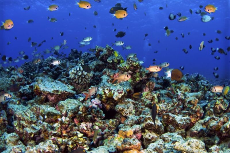 South Maui: Premium Turtle Town Kayak and Snorkel Tour - Benefits of the Tour