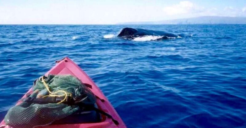 South Maui: Whale Watch Kayaking and Snorkel Tour in Kihei - Itinerary Details
