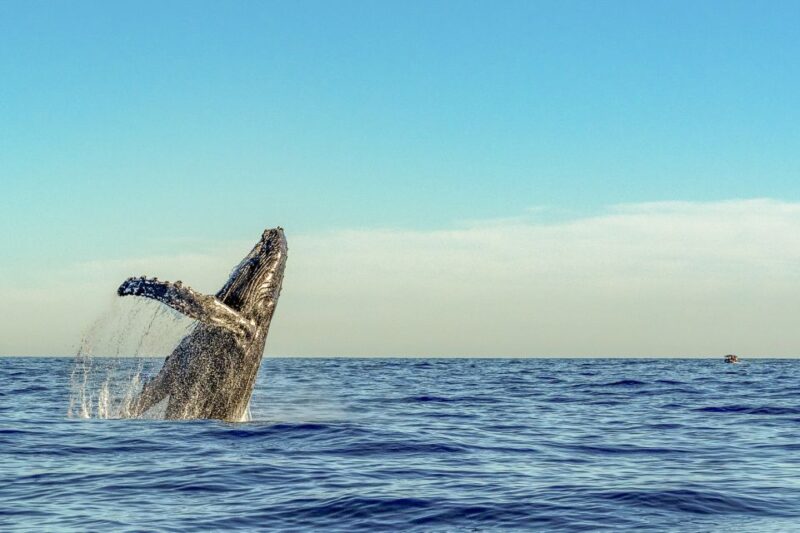 South Maui: Whale Watch Kayaking and Snorkel Tour in Kihei - Included Amenities