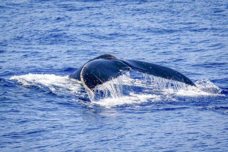 South Maui: Whale Watch Kayaking and Snorkel Tour in Kihei - Customer Feedback