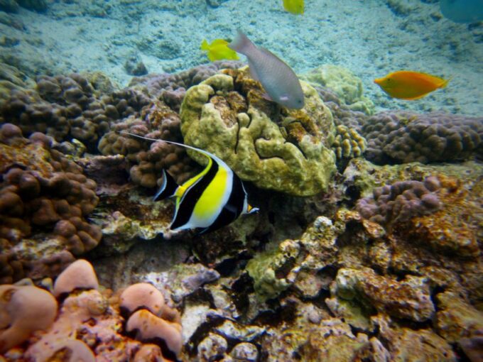 South Maui: Whale Watch Kayaking and Snorkel Tour in Kihei - Reservation and Cancellation