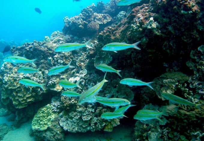 South Maui: Whale Watch Kayaking and Snorkel Tour in Kihei - Meeting Location and Check-in
