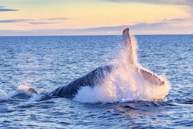 South Maui: Whale Watching Cruise Aboard Calypso - Key Points