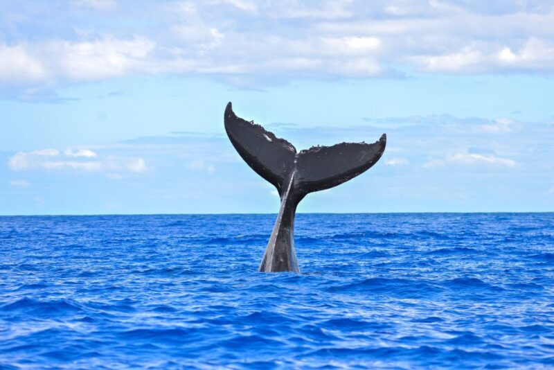 South Maui: Whale Watching Cruise Aboard Calypso - Pricing and Inclusions