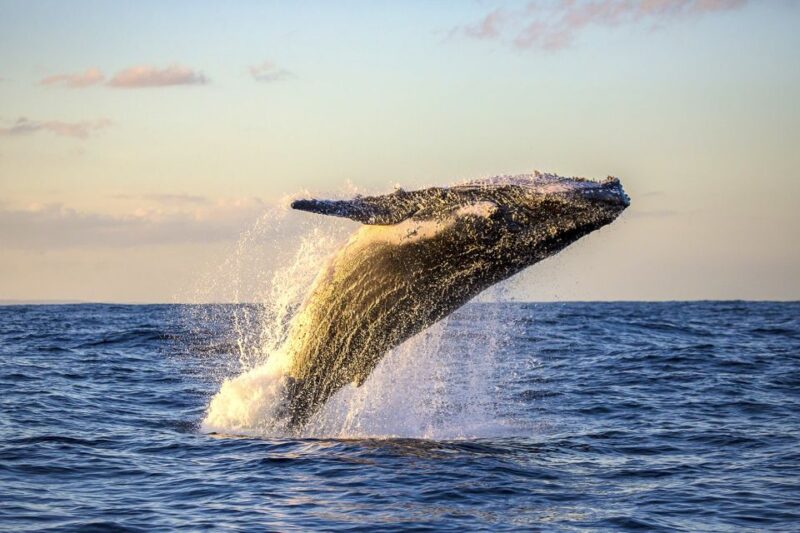 South Maui: Whale Watching Cruise Aboard Calypso - Accessibility and Transportation