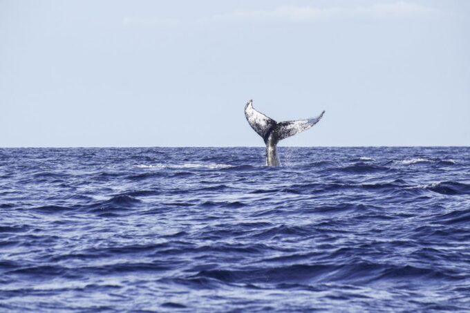 South Maui: Whale Watching Cruise Aboard Calypso - Booking and Cancellation Policy