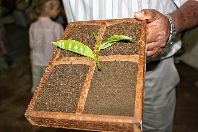 South Mauritius Private Day Tour: Tea Factory, Nature Park and Wild South Coast - Bois Cheri Tea Plantation