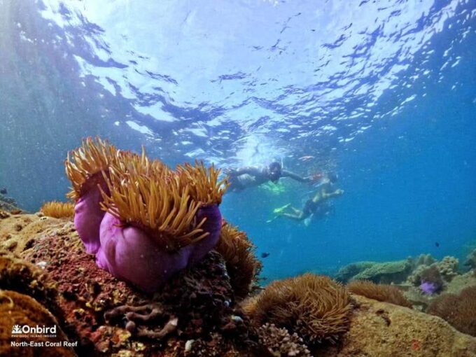 South Phu Quoc: Pro Snorkeling Tour by Speedboat - Booking and Logistics