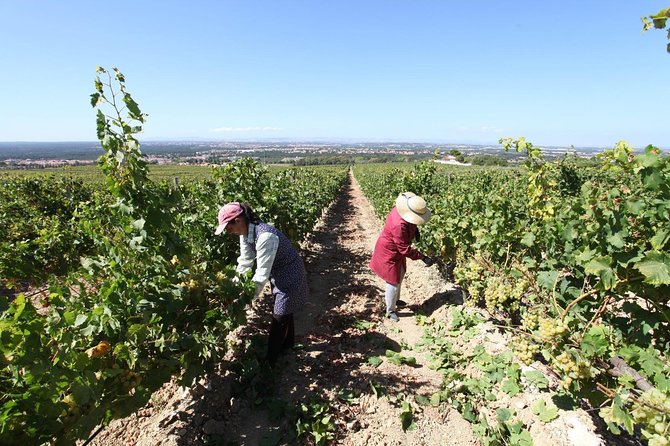 South Portugal Wine Route Private Full Day Tour From Lisbon - Highlights of the Experience