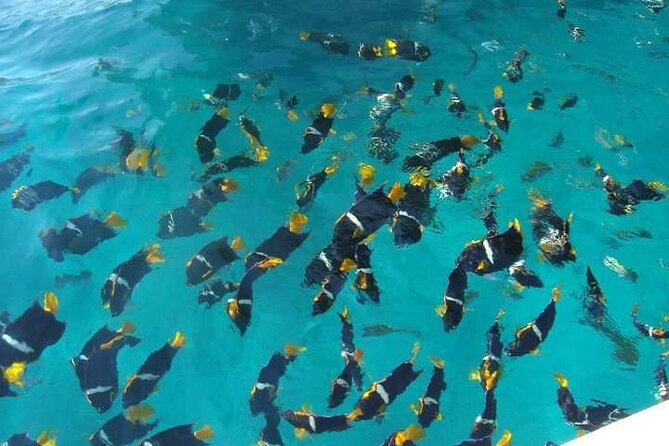South Shore Private Sightseeing Cruise in Puerto Vallarta - Alcohol and Dining Options