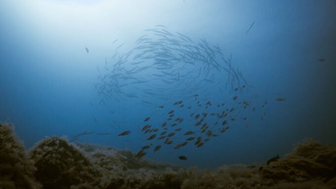 South Tenerife: Guided Snorkeling - Recap