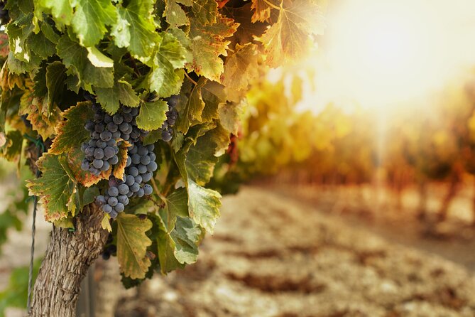 Southern Arizona Private Wine Tour South of Tucson - Sonoita-Elgin Vineyards - Highlights of the Private Tour