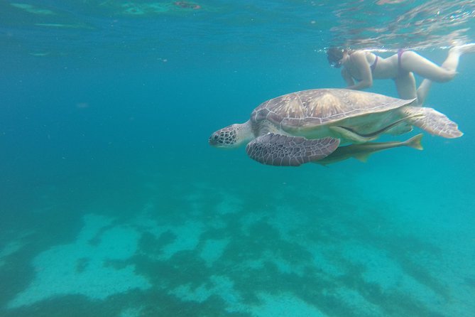 Southern Caribbean Tour: Swimming With Turtles, Bats, Diamond (Weather Permitting). - Inclusions
