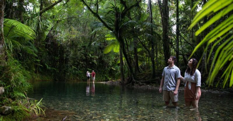 Southern Daintree Explorer Tour - Half Day - Inclusions and Exclusions