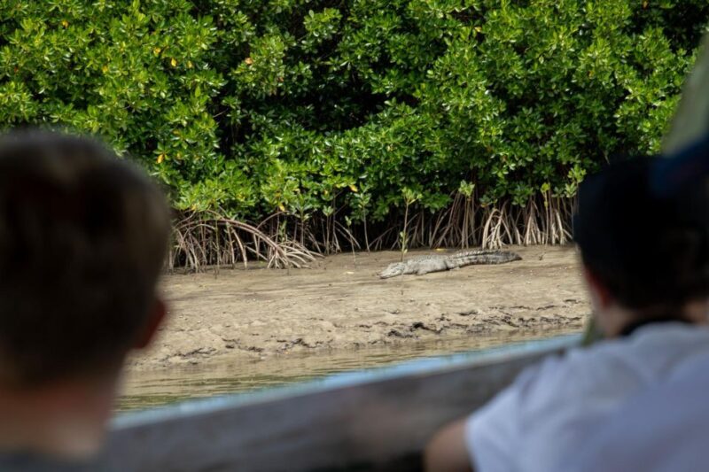 Southern Daintree Explorer Tour - Half Day - Morning Tea and Wildlife Cruise