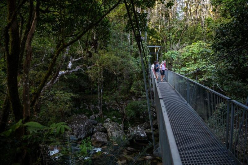 Southern Daintree Explorer Tour - Half Day - Guided Walk Through Daintree Rainforest
