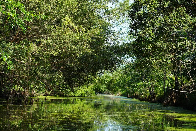 Southern Forest Tour – Explore Hau Giang Nature - Exploring the Southern Forest