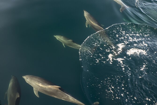 Southern Ocean Adventure From Victor Harbor - Booking Confirmation and Accessibility