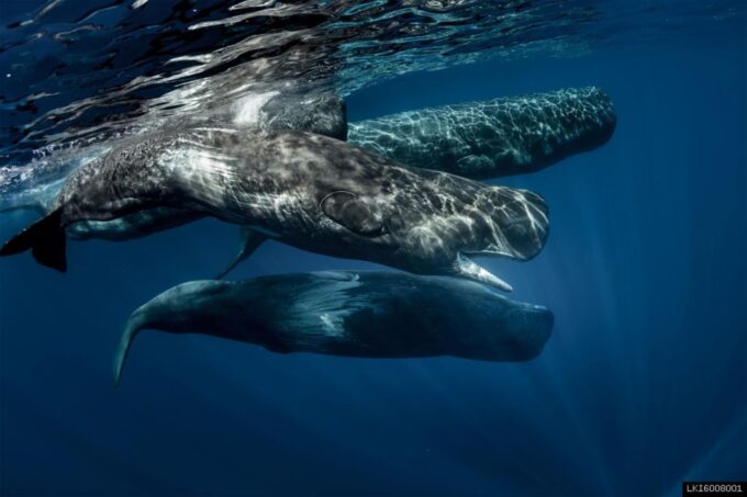Southern Sri Lanka: Sea, Sand & Marine Life 2-Day Tour - Booking and Payment Details