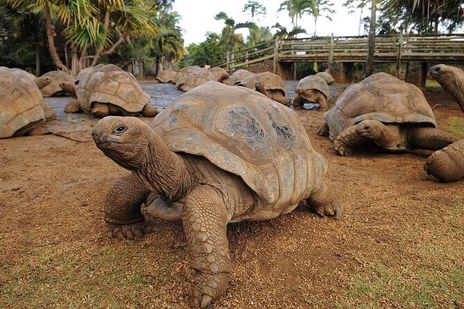 Southern Tales: Full-Day Incl Crocodile Park & 23 Colored Earth - Tour Details