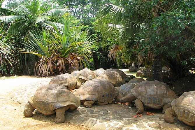 Southern Tales: Full-Day Incl Crocodile Park & 23 Colored Earth - Traveler Reviews: Concerns