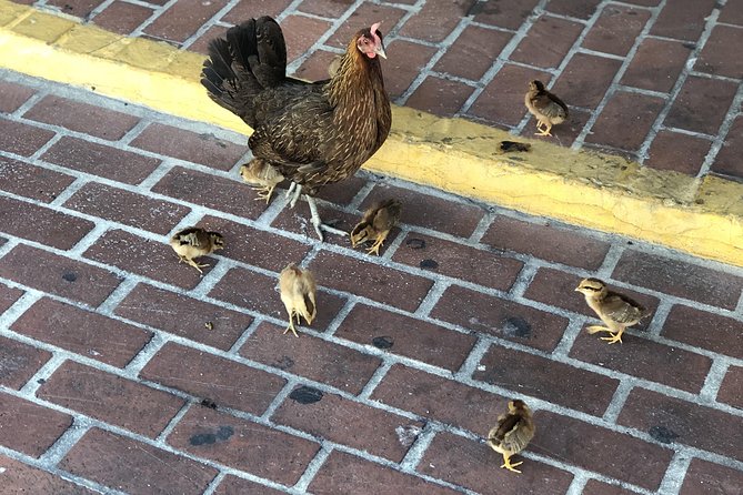 Southernmost Key West History and Culture Small-Group Walking Tour - Accessibility and Transportation