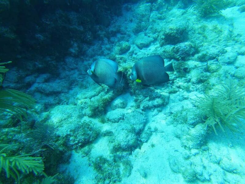 Southpoint Divers: 1-Day Discover Scuba Diving Course - What You Can Expect from the Experience